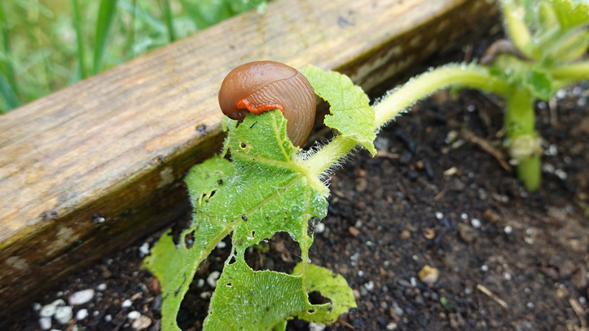 6 großmutter tipps, um zu verhindern, dass schnecken und nacktschnecken die frühlingsaussaat ruinieren