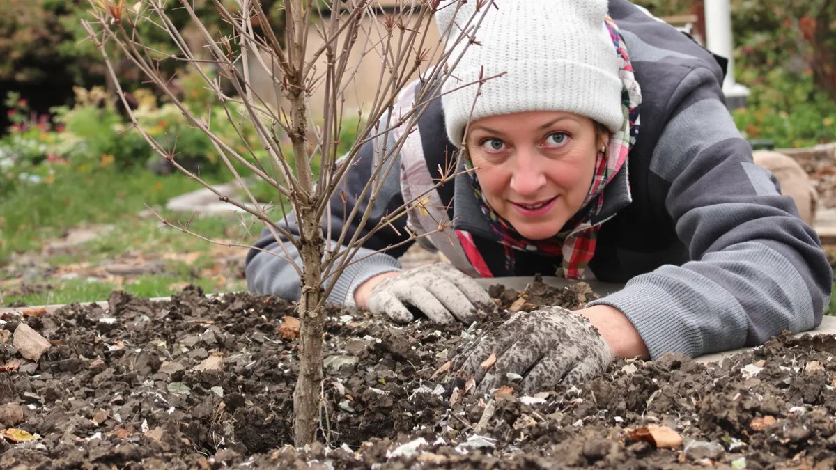 der einfachste obstbaum im garten selbst ohne grünen daumen wächst er und trägt mühelos früchte