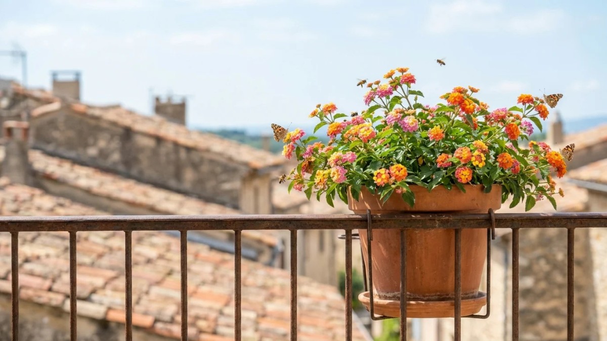 diese blume ist eine der wenigen, die das ganze jahr über blühen — und dennoch ist sie erstaunlich wenig bekannt